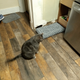Illustration for article titled Cat logic